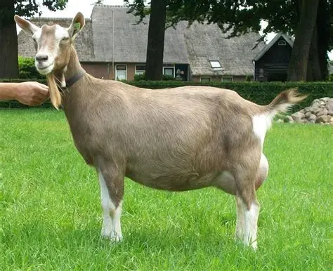 LaMancha Goat